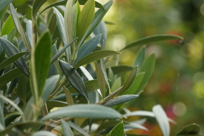 Prepare the olive tree for the open air season