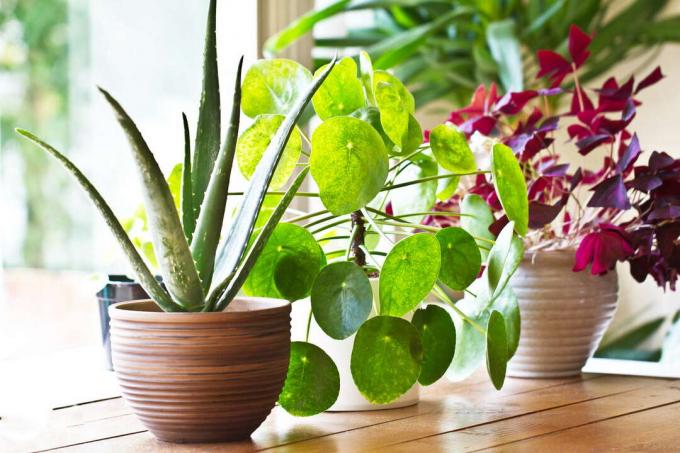 צמחים מקורה שונים על אדן החלון