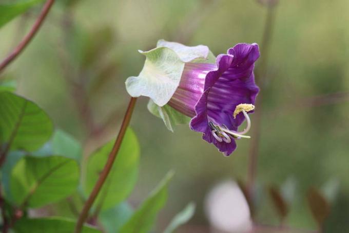 Bell vine, Cobaea scandens suitable for gardens and balconies