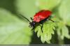Svarte røde insekter overalt: hva skal jeg gjøre?
