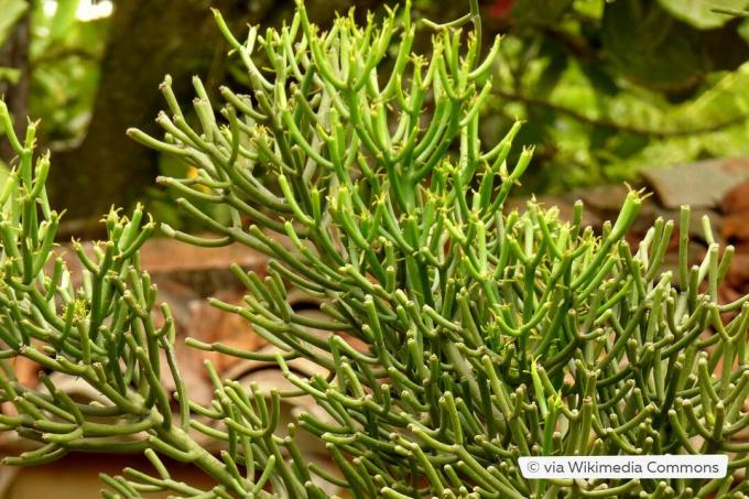 Arbusto lápiz (Euphorbia tirucalli)