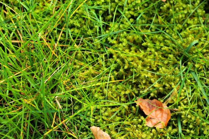 Mossy lawn