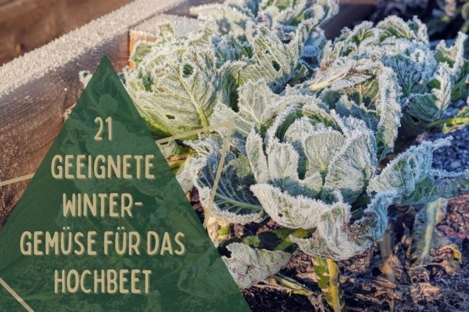 Winter vegetables in the raised bed