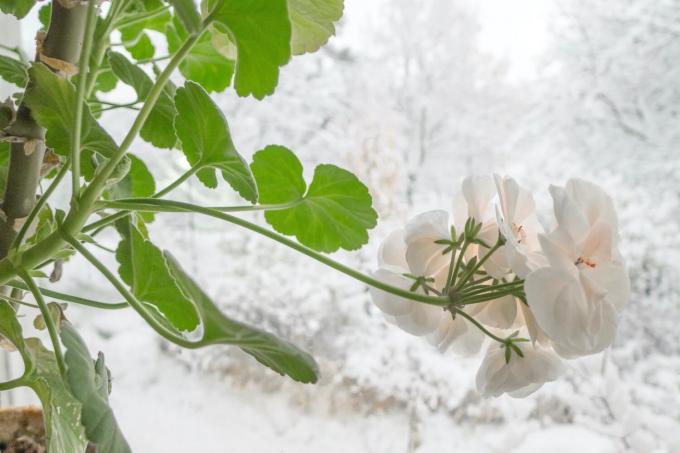 Géraniums en hiver