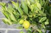 Planter un citronnier: timing & procédure