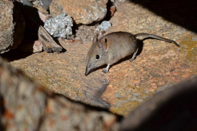 Shrew is often confused with a night singer