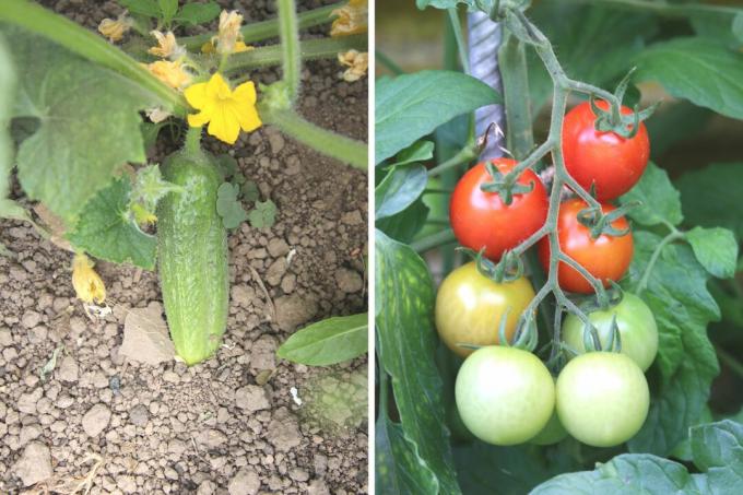 Blogi kaimynai moliūgams: agurkai (kairėje), pomidorai (dešinėje)