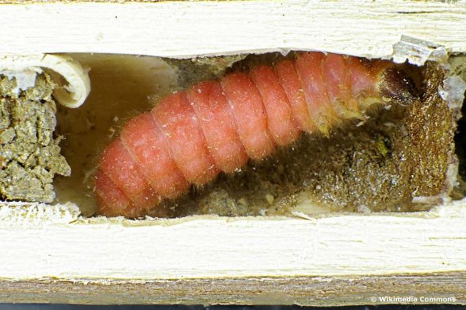 Larva kumbang - kumbang lebah biasa