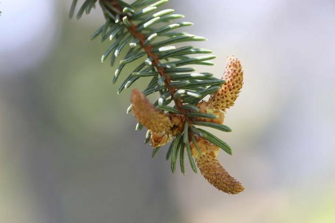 Sörtefenyő - Picea asperata