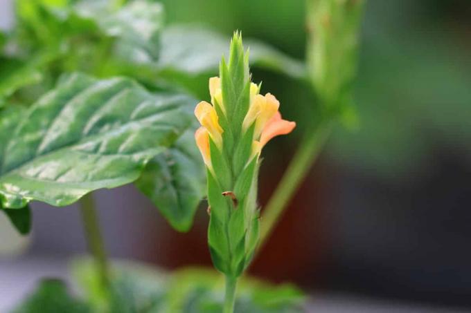 Λουλούδι Tapir - Crossandra infundibuliformis