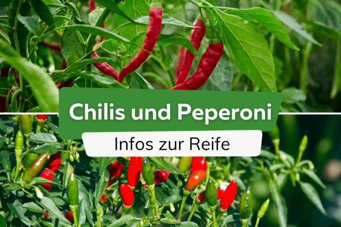 When do chillies and hot peppers turn red?
