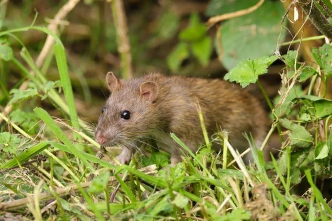 Brown rat in nature