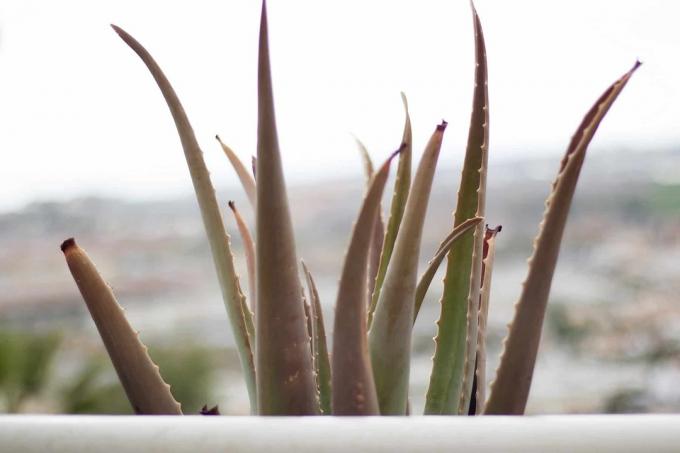 Aloe vera sur le balcon