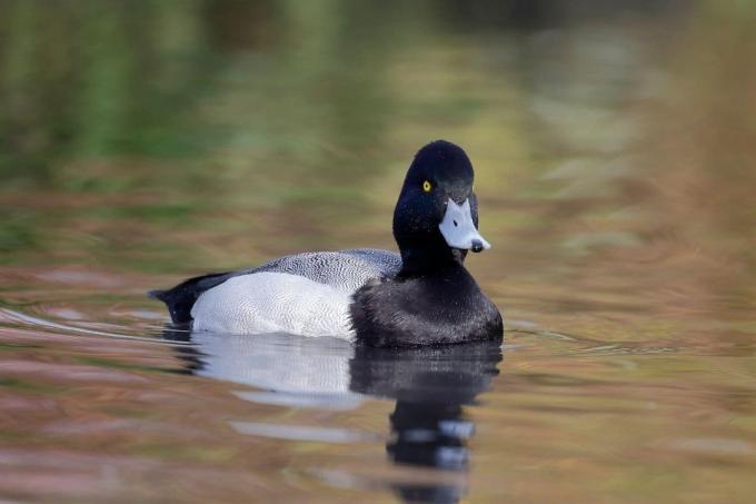 Image of a mountain duck.