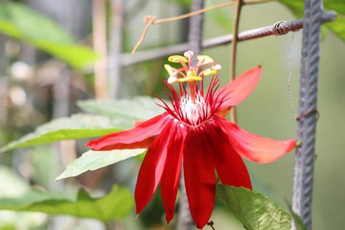 Pasijonka - Passiflora racemosa