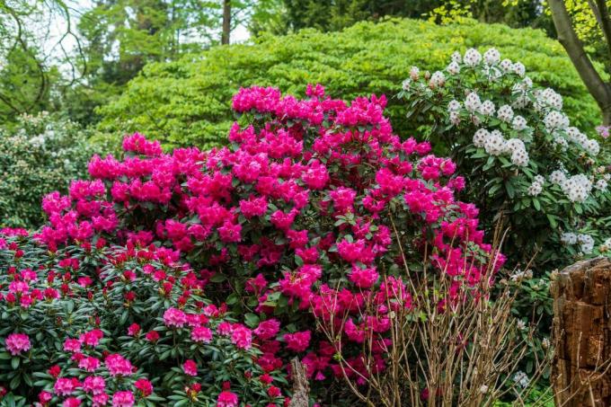 Rhododendron sebagai tanaman rawa