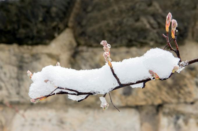 Gren av stenpäron täckt med snö