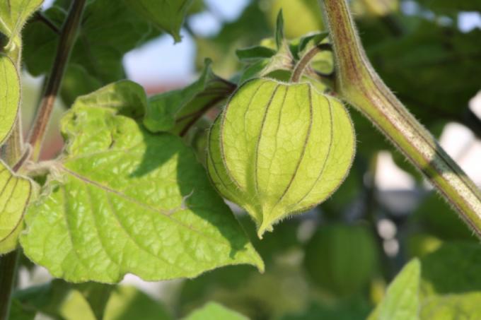 Physalis évelő