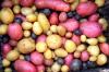 10 טיפים לגידול תפוחי אדמה בגינה שלך