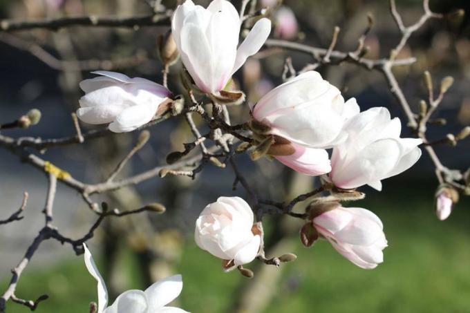 Magnolia, magnolia