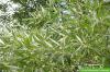 Λευκή ιτιά, Salix alba