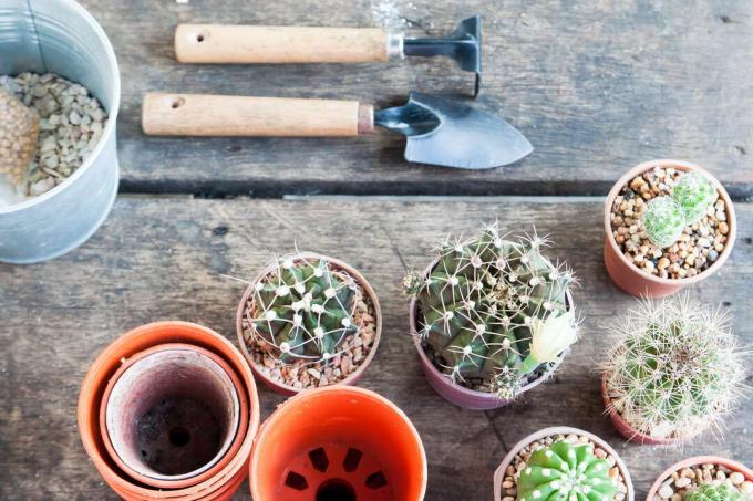 Repot cactus shovel rake and pots