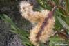 Mahune sjemena oleandra: možete li ih odrezati?