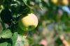 Fairer of Wiltshire: cultiver et prendre soin de la variété de pomme