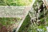 Tådiga klätterväxter: dessa 10 blommar perenna