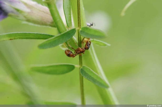 lehelõikaja sipelgas