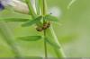 सूची: ये चींटियाँ जर्मनी में पाई जाती हैं
