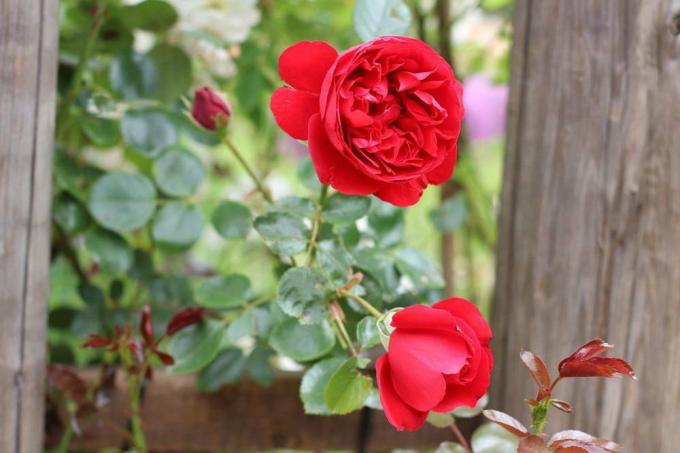 rødblomstrende rose
