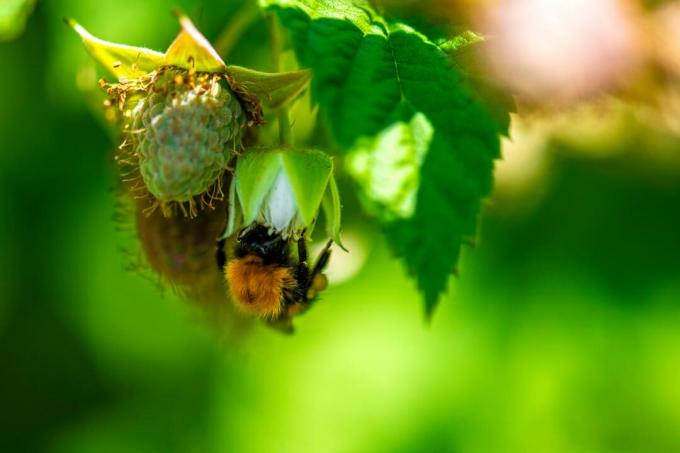 Bumblebee en planta de frambuesa