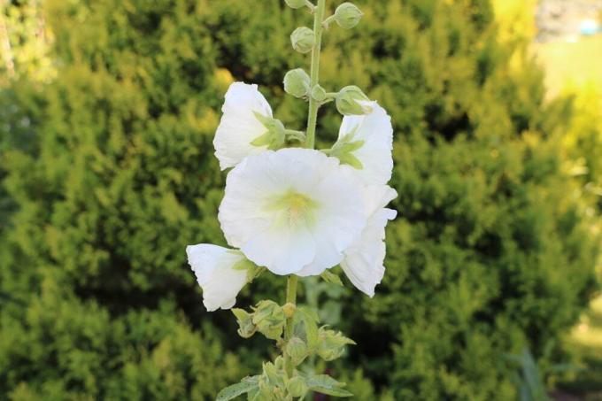 Ружа - Hollyhock - Alcea rosea - Селска роза