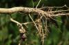 Combattere i nematodi: come riconoscerli e sbarazzarsene - Plantura