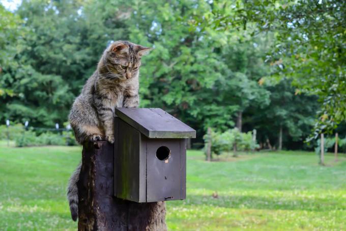 Cat on nesting box