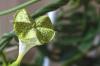 Chandelier grimpant fleur, Ceropegia sandersonii: soins