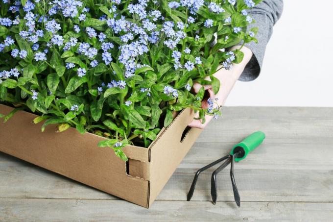 Forget-me-not flower in cardboard box