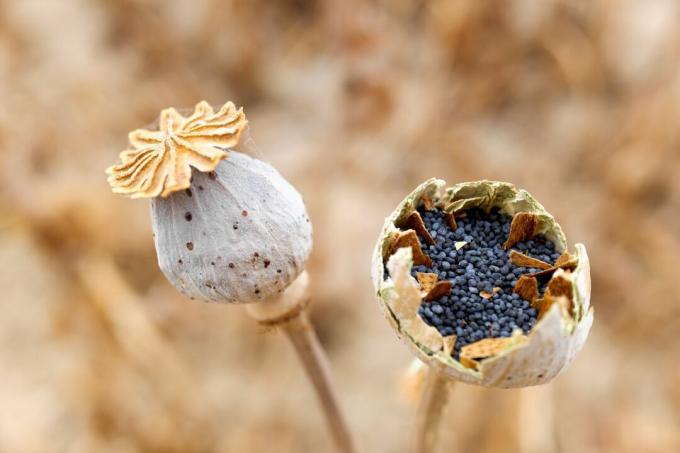 Poppy boll with seeds
