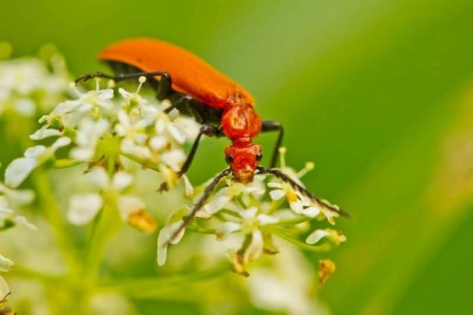 Kumbang api di bunga