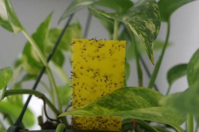 Žlutý panel v rostlině