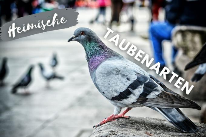 11 native pigeon species with picture - cover picture