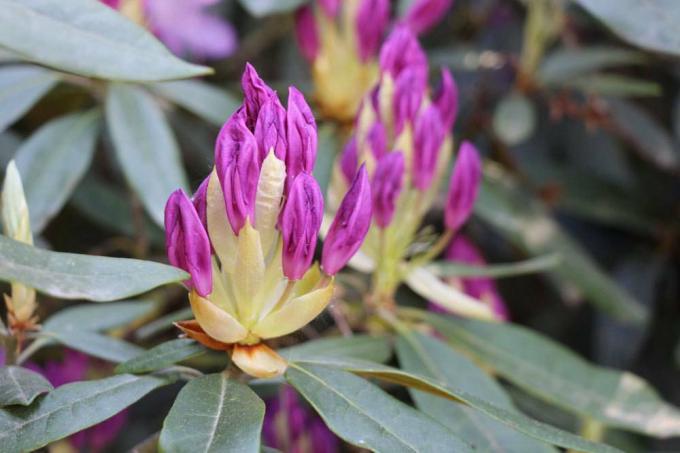 Rhododendron blomstrer ikke trods knopper