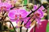 Repot orchids: how & when to replant