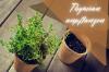 Planter du thym: semis, culture et entretien