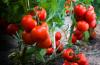 Gjødsle riktig, vann og mulch tomater