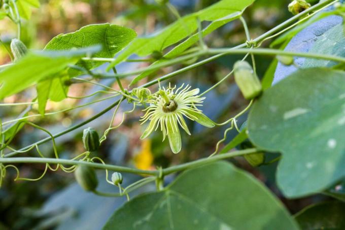 Härdig Passiflora lutea