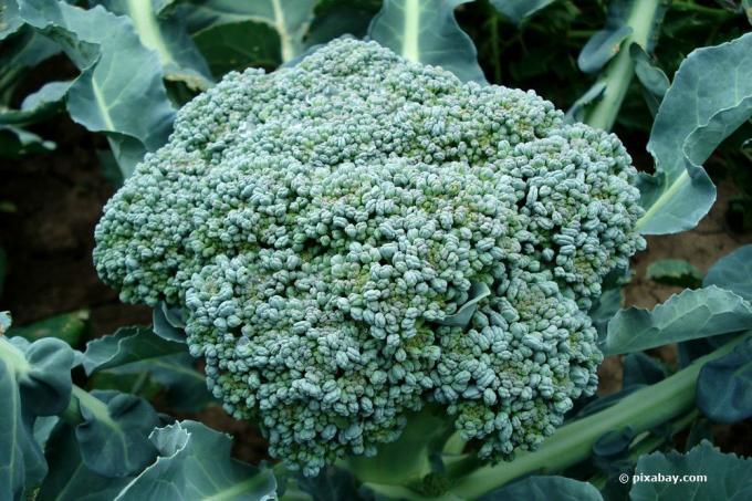 Brócolis como um vegetal de inverno
