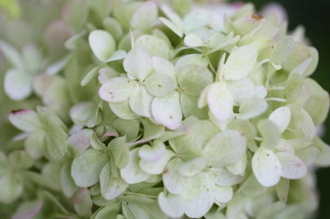 Ορτανσία χιονοστιβάδας με πλούσια, λευκά λουλούδια