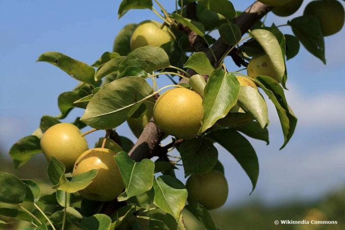 Груша азіатська яблуня (Pyrus pyrifolia), фруктові дерева